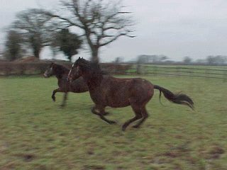 Mouser and Bounty galloping
