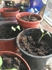 broccoli seedlings