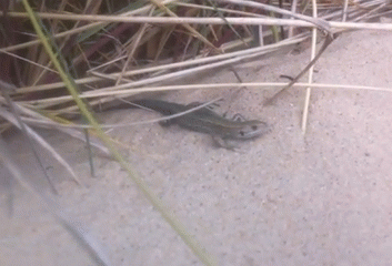 A lizard on sand dunes