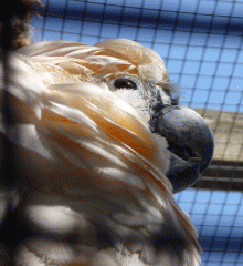 The aviary: a cockatoo