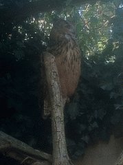 The aviary: an eagle owl
