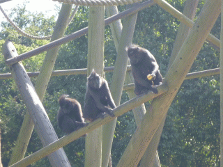 macaques