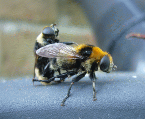 Honey bees mating