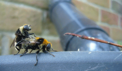 Honey bees mating