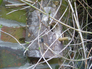 Wren nest box