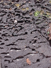 An ants nest, exposed