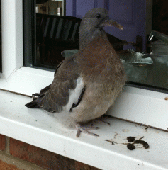 A fledgling pigeon