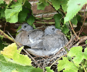 Baby pigeons