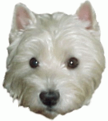 Buster the West Highland White terrier