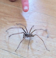 A huge spider