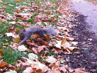 A squirrel in Green Park, London