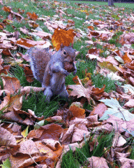 A nutty squirrel in Green Park, London