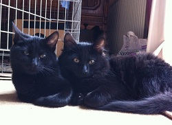 Black cats posing