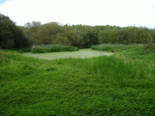 Hilly Fields: a pond!