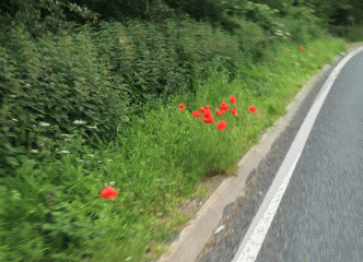 Round Norfolk Ride: Bungay poppies