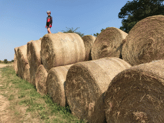 Round Norfolk ride straw bales
