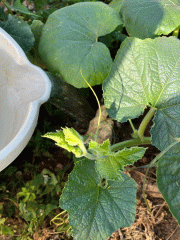 courgette watering