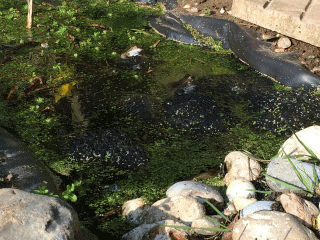 garden pond: frogs