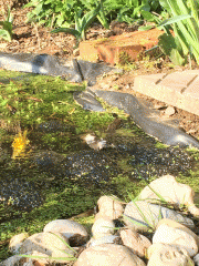 garden pond: frogs