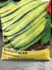 seeds: runner bean