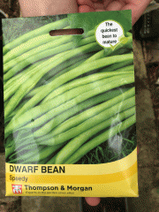 seeds: dwarf bean