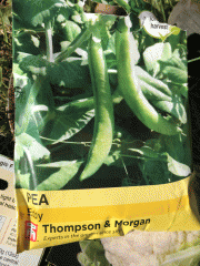 seeds: pea
