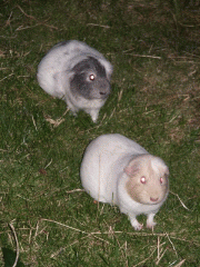 Pregnant guinea pigs