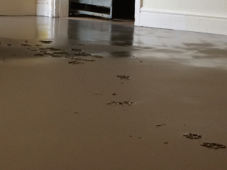 Footprints in the wet screed