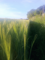 Edge of a barley field