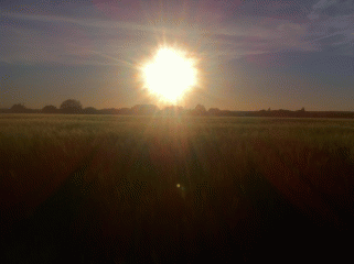 Sun on a barley field
