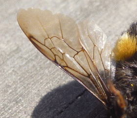 Bumble bee wing