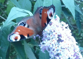 peacock butterfly