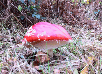 Bright red toadstool