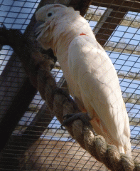 The aviary: a cockatoo