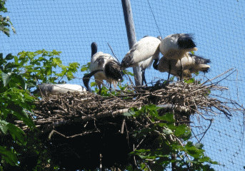 The aviary: an ibis nest