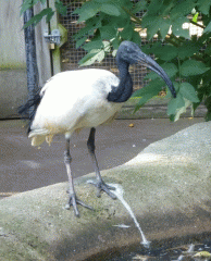 The aviary: an ibis