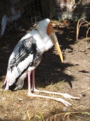 The aviary: a painted stork