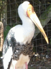 The aviary: a painted stork