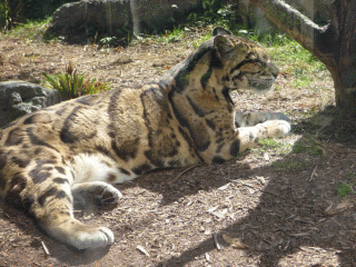 A clouded leopard
