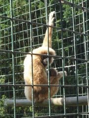 gibbons