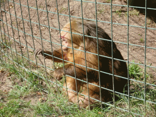 An obese gibbon