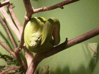 Forest House: green tree python