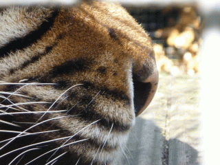 tiger nose