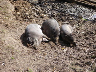 warty pigs